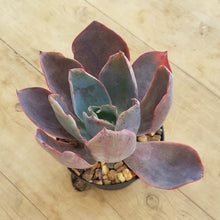 Load image into Gallery viewer, Echeveria Afterglow