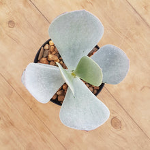 Load image into Gallery viewer, Cotyledon orbiculata White