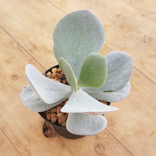 Load image into Gallery viewer, Cotyledon orbiculata White