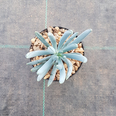 Senecio mandraliscae - Blue Chalk Sticks