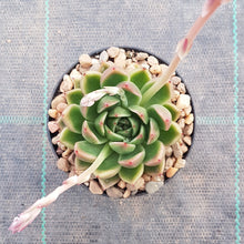 Load image into Gallery viewer, Echeveria agavoides Frank
