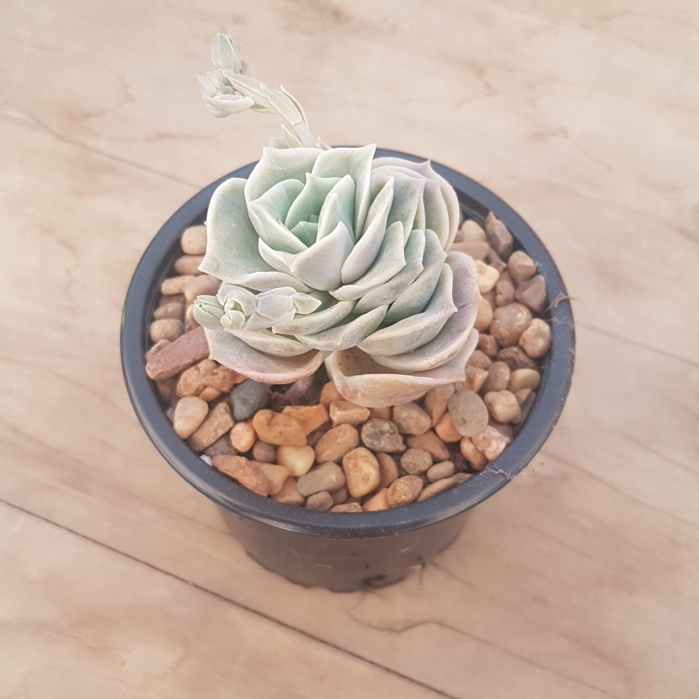 chalk rose succulent Graptoveria Lovely Rose – Mick's Succulents