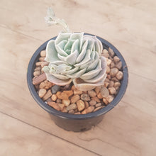 Load image into Gallery viewer, Graptoveria Lovely Rose
