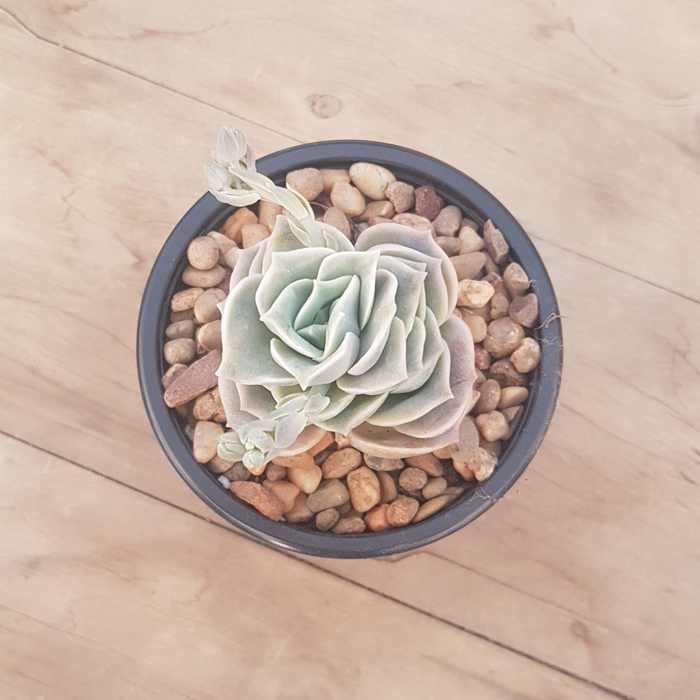 graptoveria lovely rose succulent Graptoveria Lovely Rose – Mick's Succulents