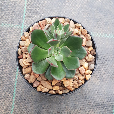 Echeveria Joan Daniel