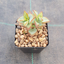 Load image into Gallery viewer, Crassula rupestris High Voltage - small marks