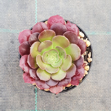 Load image into Gallery viewer, Aeonium Blushing Beauty