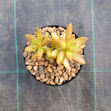 Sedum adolphii