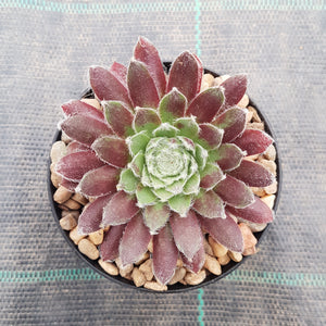 raspberry ice succulent Sempervivum Raspberry Ice – Mick's Succulents