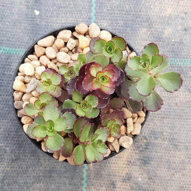Sedum Dragons Blood