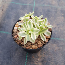 Load image into Gallery viewer, Crassula volkensii variegated