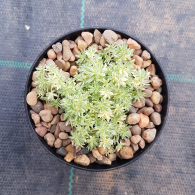 Sedum Latte