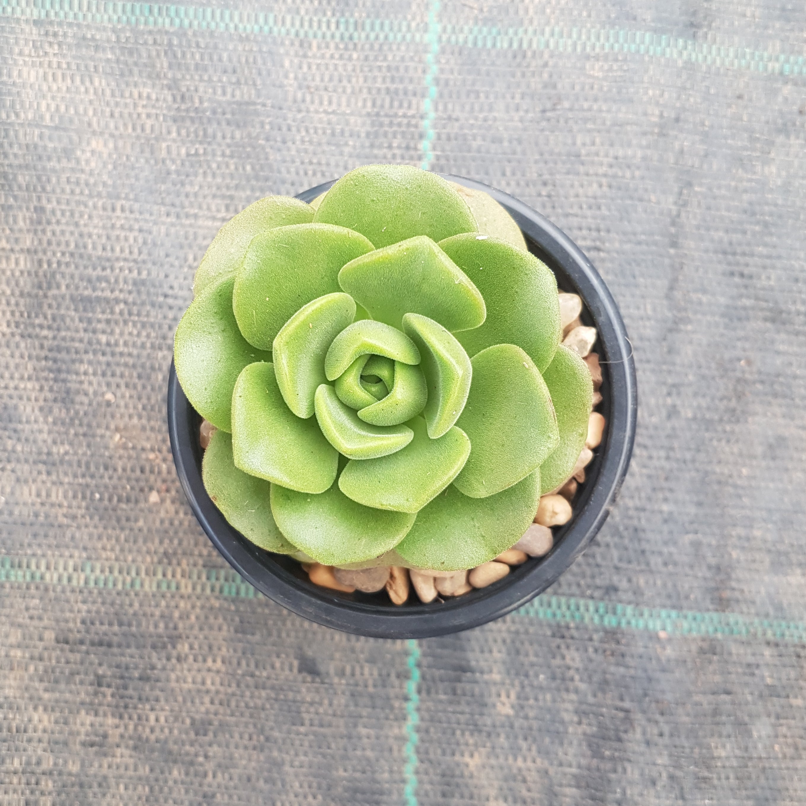 lily pad succulent Aeonium Lily Pad – Mick's Succulents