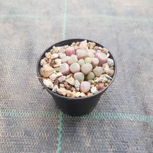 Load image into Gallery viewer, Fenestraria rhopalophylla - Baby Toes