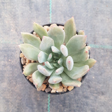 Load image into Gallery viewer, Pachyphytum Diamond