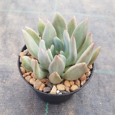 Pachyphytum Diamond