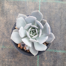 Load image into Gallery viewer, Echeveria Marzipan