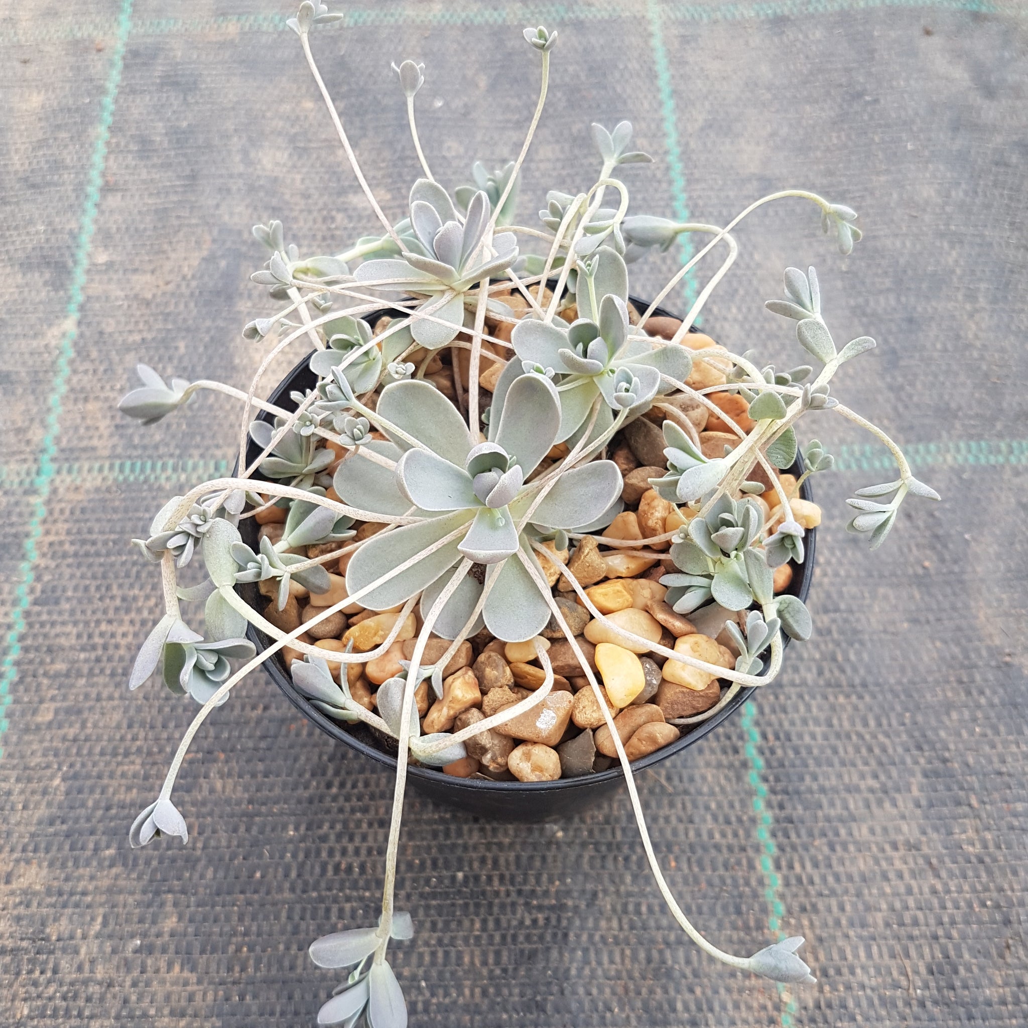 succulent chinese dunce cap Orostachys Chinese Dunce Cap – Mick's Succulents