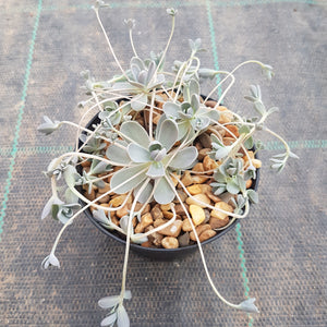 Orostachys Chinese Dunce Cap