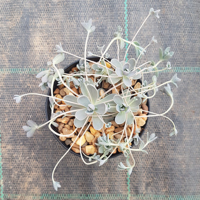 Orostachys Chinese Dunce Cap