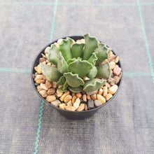 Load image into Gallery viewer, Adromischus cristata