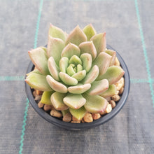 Load image into Gallery viewer, Echeveria Arzee