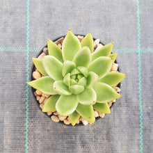 Load image into Gallery viewer, Echeveria agavoides Lemaire