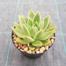 Load image into Gallery viewer, Echeveria agavoides Lemaire