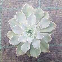 Load image into Gallery viewer, Graptoveria Coconut Ice