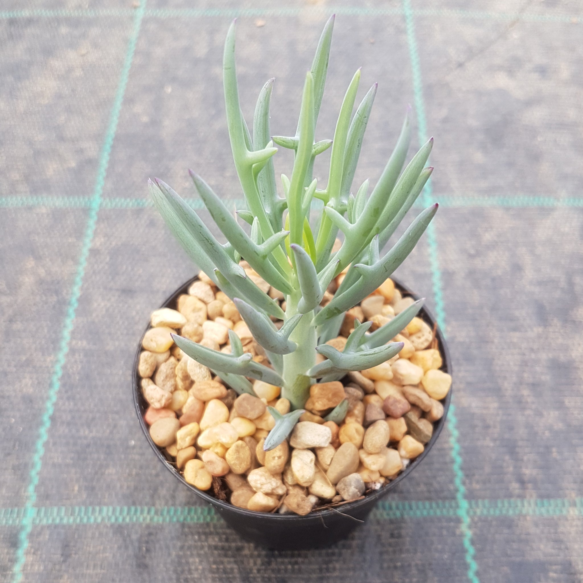 elkhorn plant succulent Senecio Elkhorn – Mick's Succulents