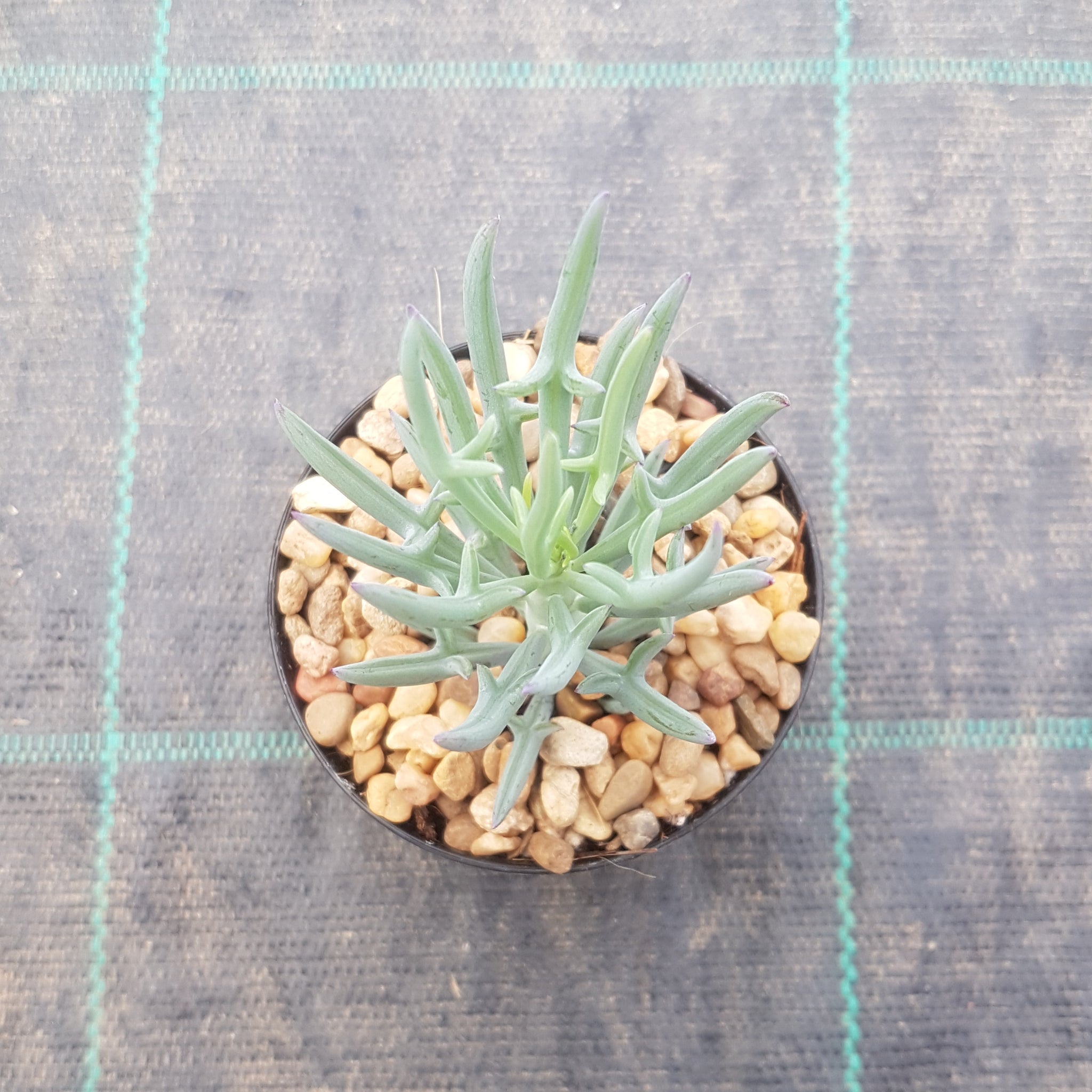 elkhorn succulent Senecio Elkhorn – Mick's Succulents
