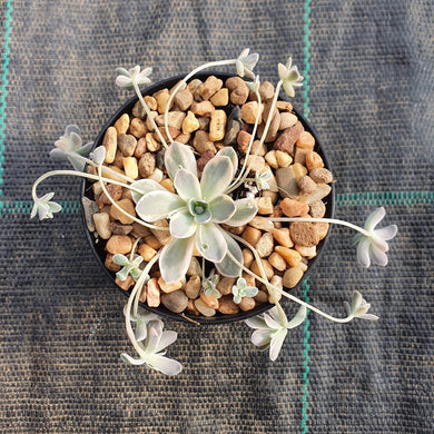 Orostachys Chinese Dunce Cap Variegated