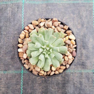 Echeveria Irish Mint