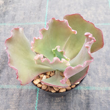 Load image into Gallery viewer, Echeveria Fire and Ice