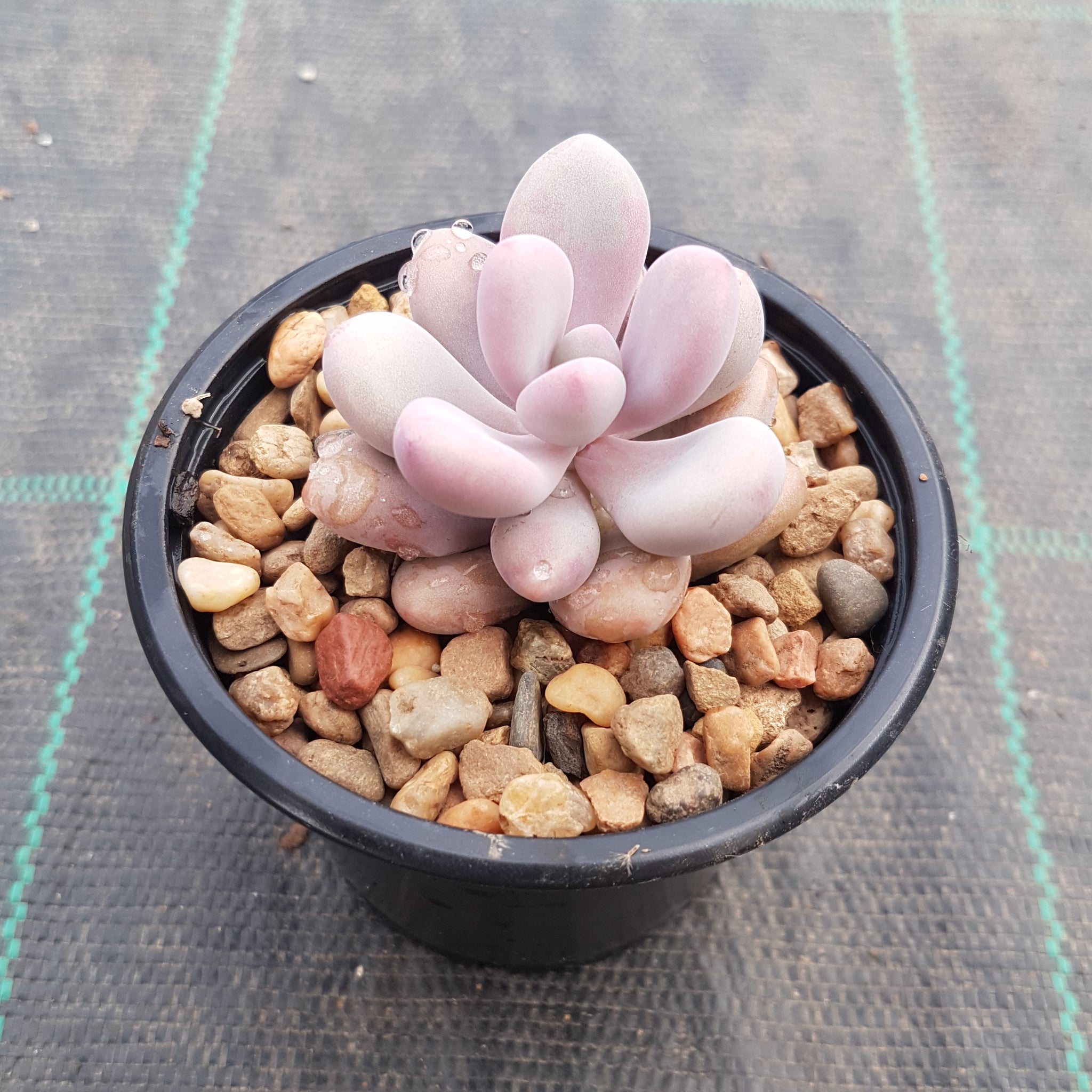 lavender pebbles plant Graptopetalum amethystinum Lavender Pebbles – Mick's Succulents
