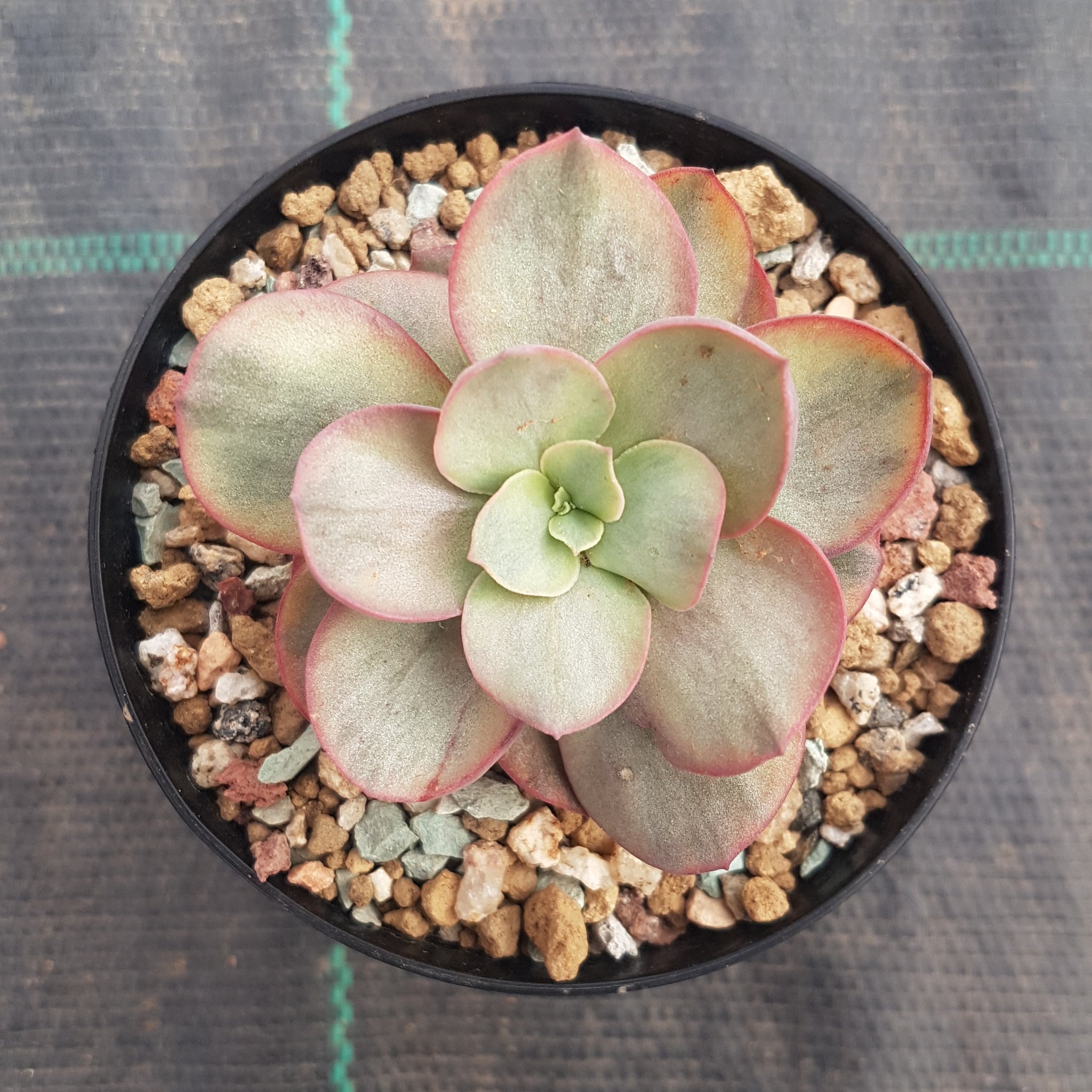 suyeon succulent Echeveria Suyeon Variegated – Mick's Succulents