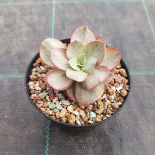 Load image into Gallery viewer, Echeveria Suyeon Variegated