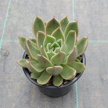 Load image into Gallery viewer, Echeveria agavoides Mira