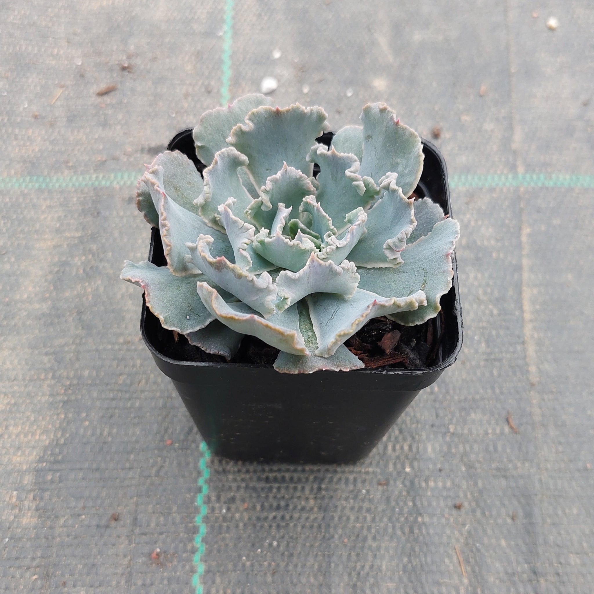 truffle succulent Echeveria shaviana Truffles – Mick's Succulents
