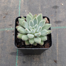Load image into Gallery viewer, Echeveria Comet