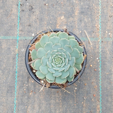 Echeveria Red Hole