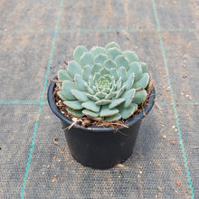 Load image into Gallery viewer, Echeveria Red Hole