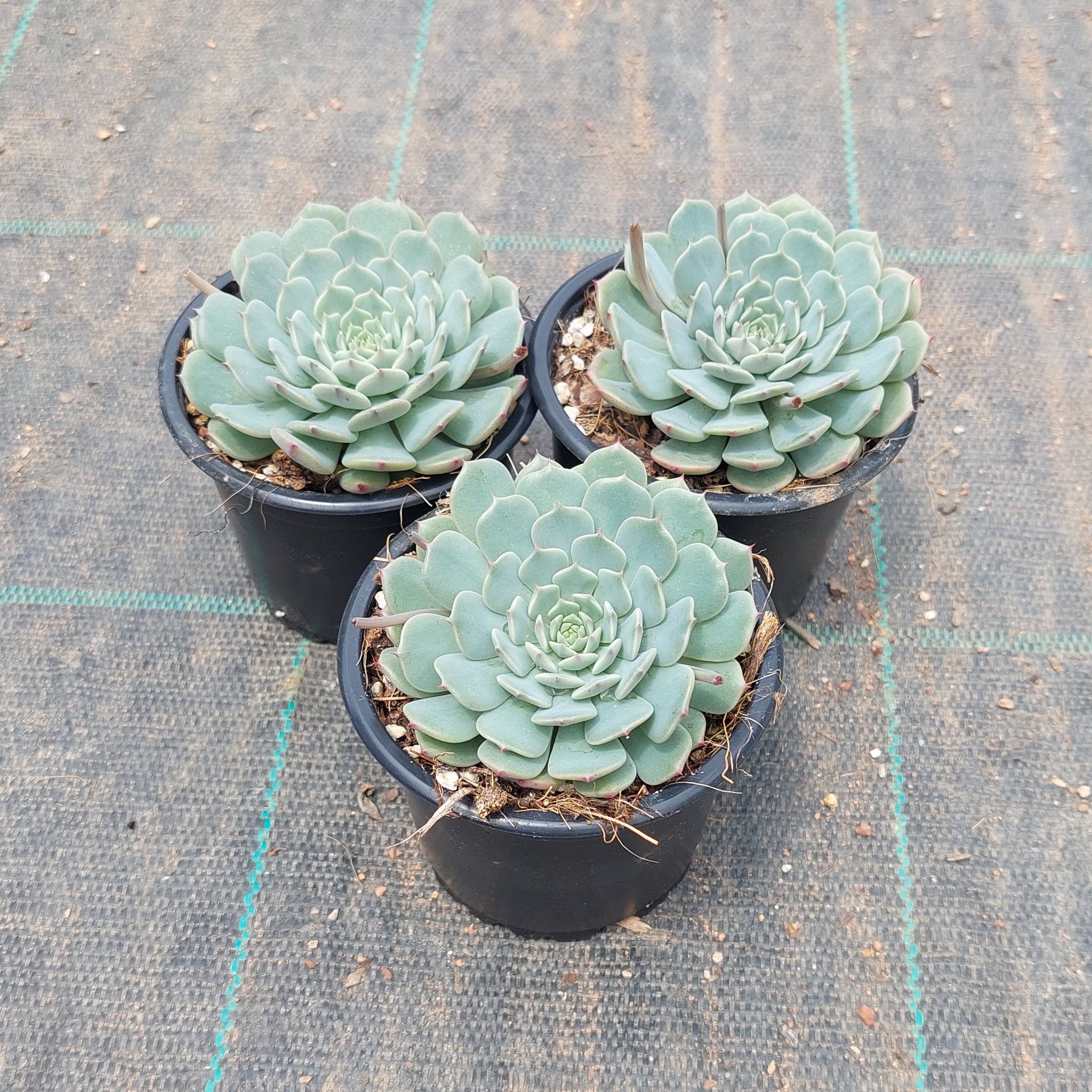 red hole succulent Echeveria Red Hole – Mick's Succulents
