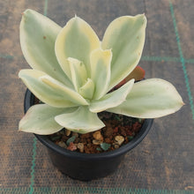 Load image into Gallery viewer, Echeveria Jippon Moon River