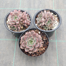 Load image into Gallery viewer, Echeveria Parks Pop Candy