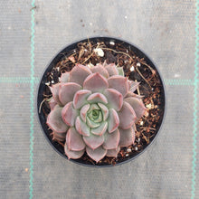 Load image into Gallery viewer, Echeveria Parks Pop Candy
