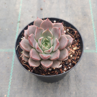 Echeveria Parks Pop Candy