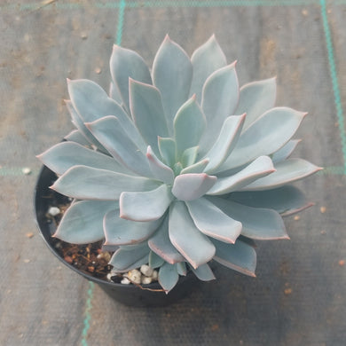 Echeveria Prunella