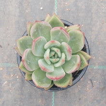 Load image into Gallery viewer, Echeveria Red Champagne