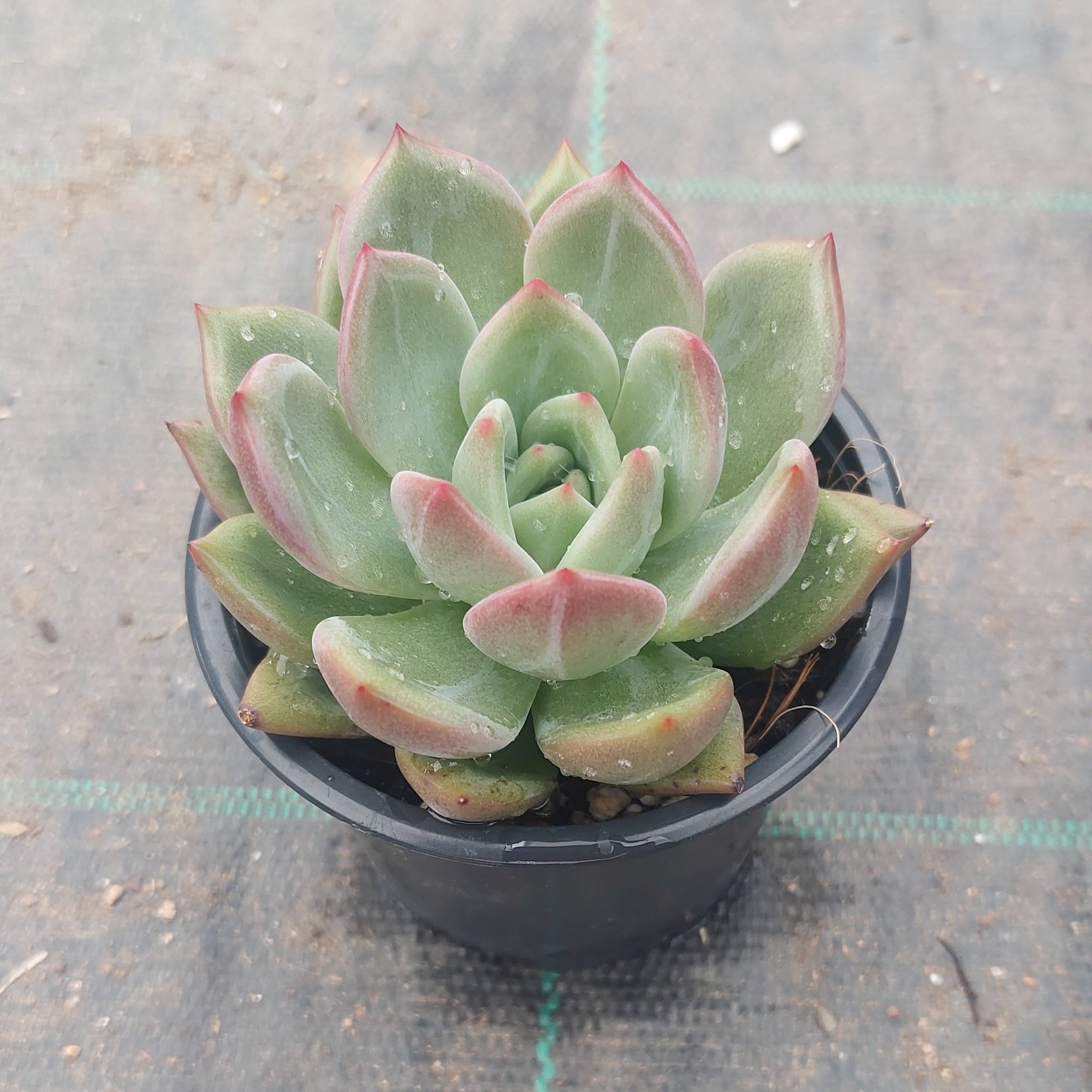 champagne succulent Echeveria Red Champagne – Mick's Succulents